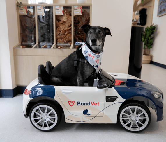 Dog in a toy car