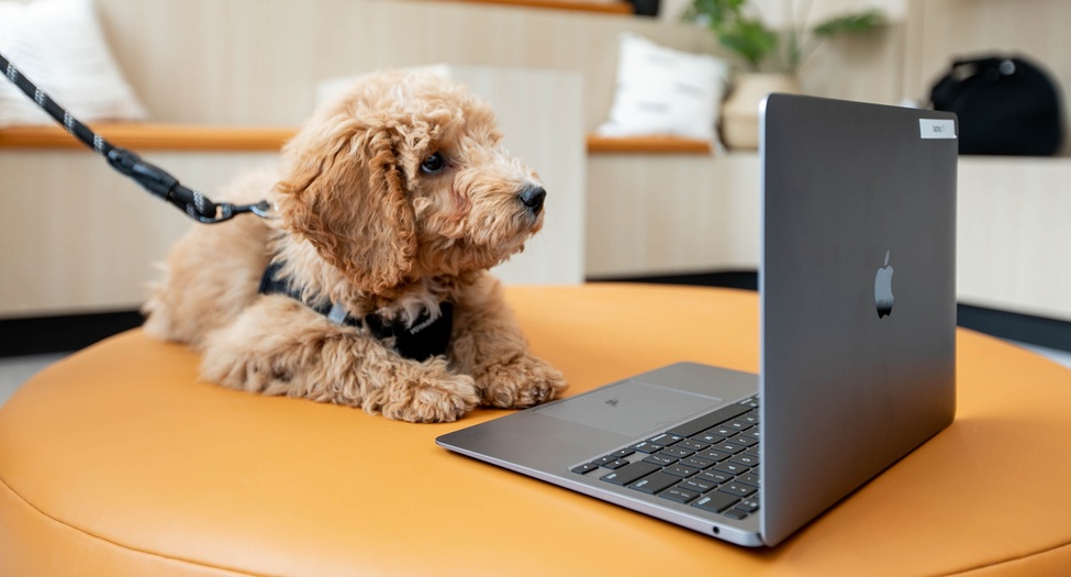 A dog sitting on a leash next to a laptop.