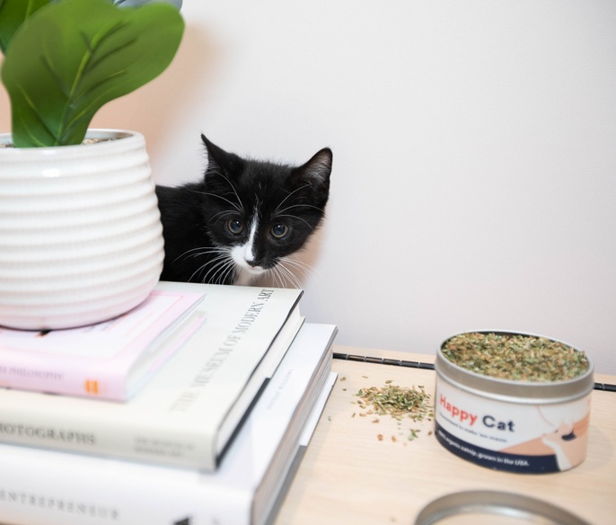 Kitten behind plant at Bond Vet