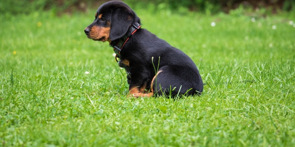 What To Do When Your Dog Won’t Poop