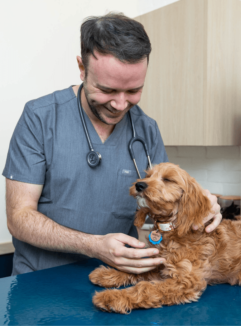 A man is petting a dog in a vet's office.