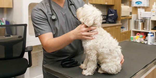 A veterinarian examining a small white dog in a clinic.