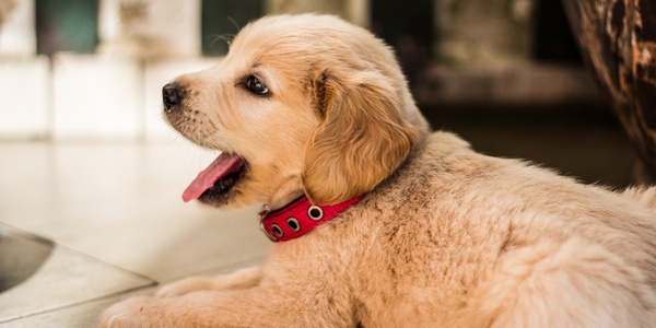Pee Pads for Puppies: The Pros and Cons