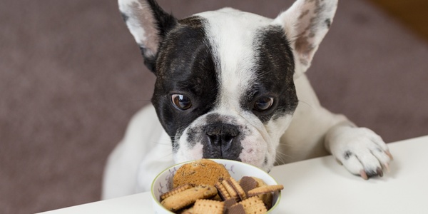 What Foods Should My Dog Never Eat?