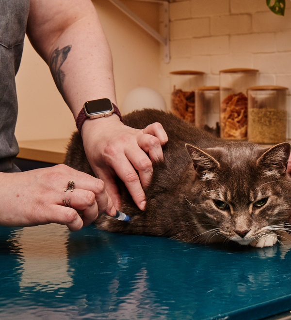 A cat on an examination table receiving a vaccine by a vet.