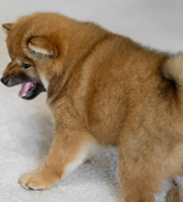 Reactivity in dogs