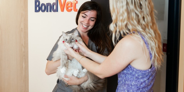 Kittens and FVRCP: When and Why Your Kitten Needs This Vaccine
