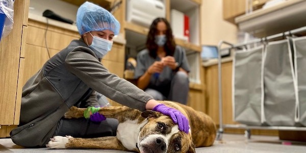 Veterinarian and assistant attending to a relaxed dog on a clinic floor.