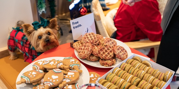 7 Holiday Foods to Avoid Feeding Your Pet