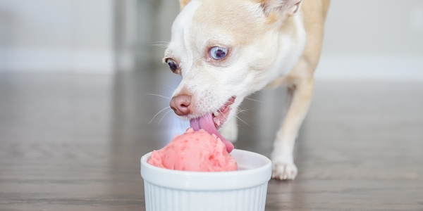 Pup-Friendly Watermelon Ice Cream