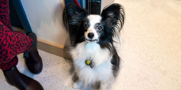 A small papillon dog with a leash indoors looking up at the camera.