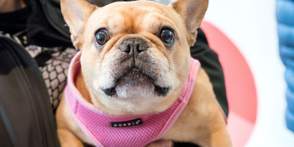 A small french bulldog wearing a pink harness held in someone's arms.