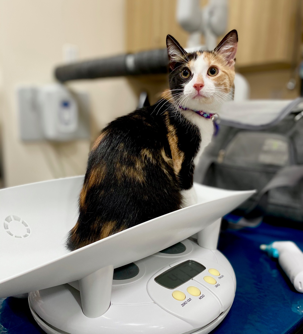 Your Cat’s Weight A Hands On Guide for Pet Parents Bond Vet