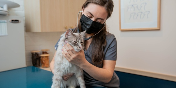 A woman in a face mask gently holds a cat on a vet examination table.