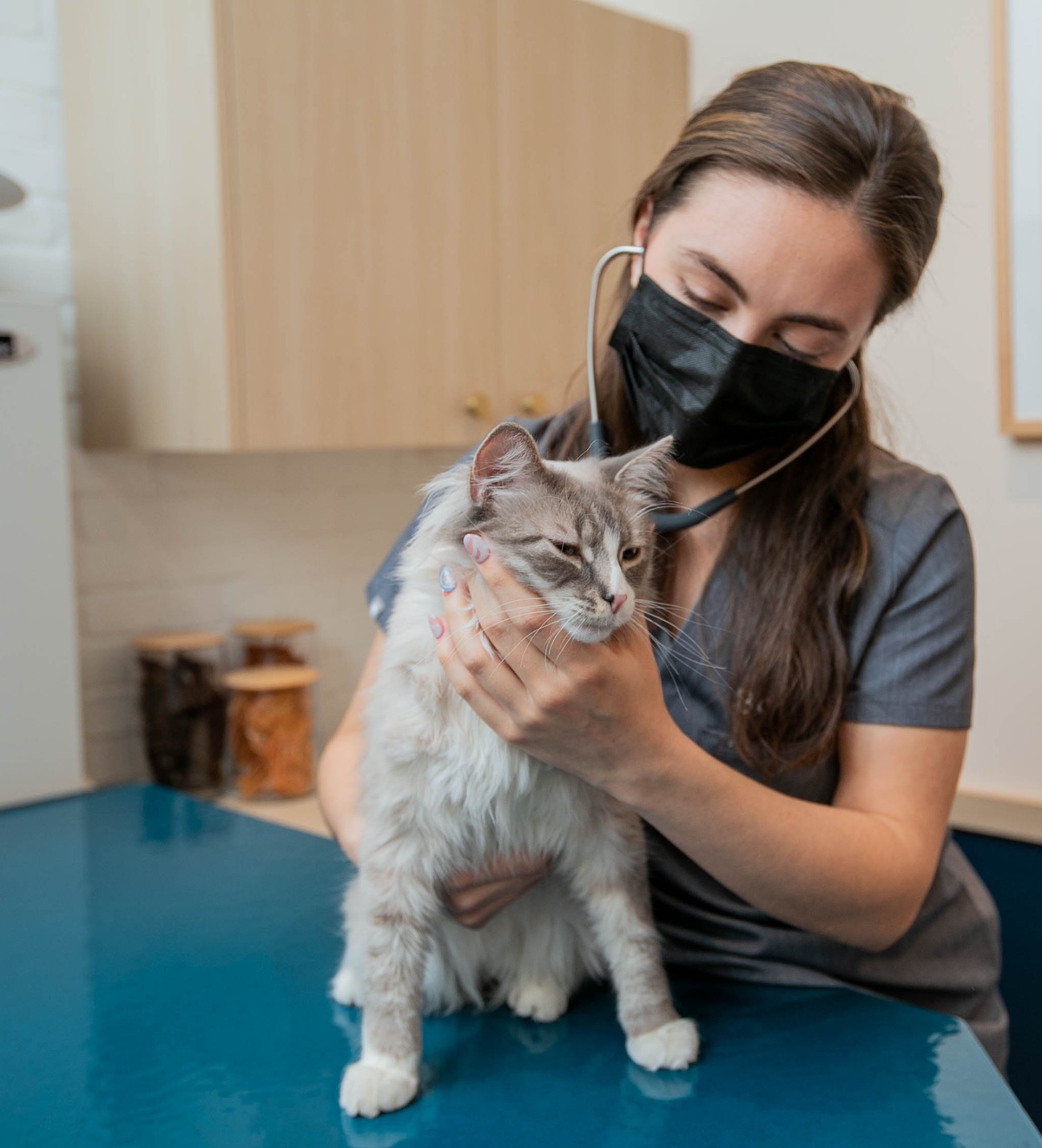 Do Cats Get Hot & How Hot Is Too Hot? Bond Vet