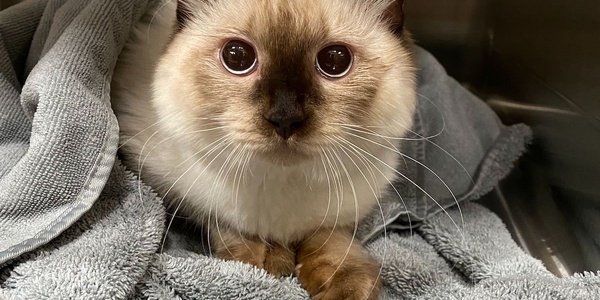 A siamese cat with bright blue eyes sitting on a grey towel.