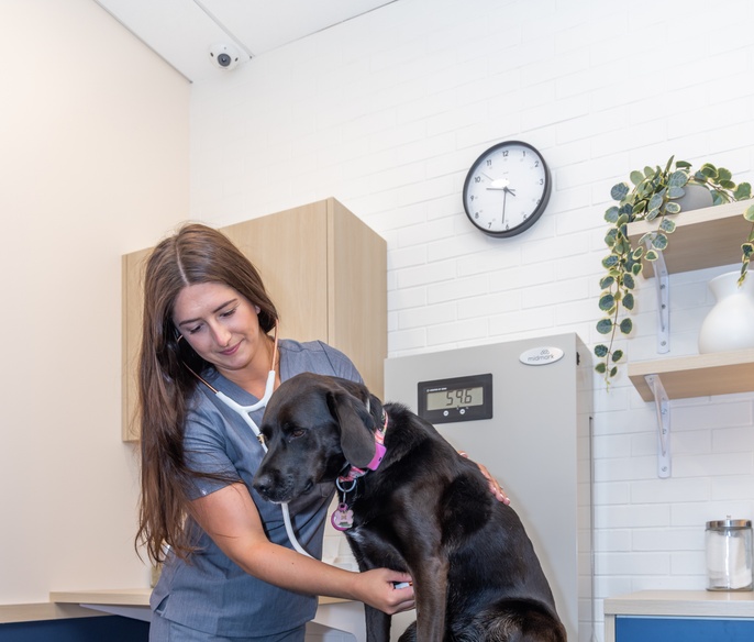 Vet and pet in an exam room