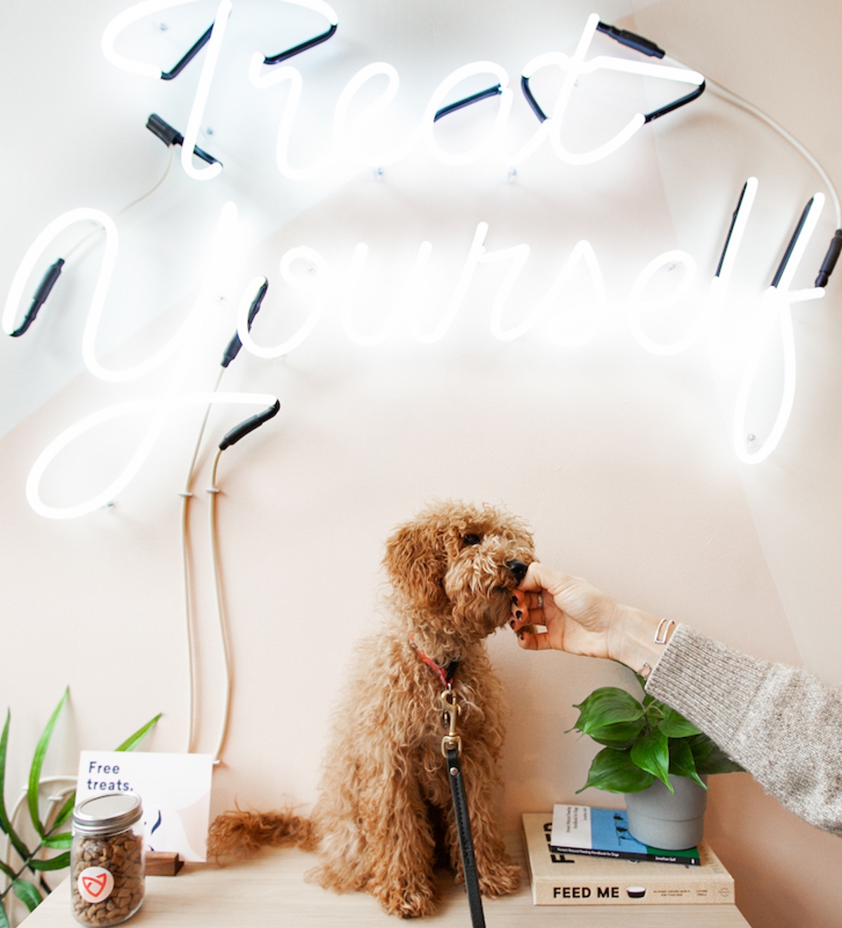 Can Dogs Eat Candy? What to Know About Dogs & Sugar Bond Vet