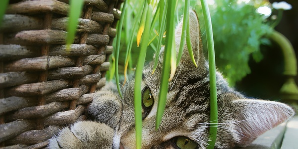 What Is Catnip, Anyway?