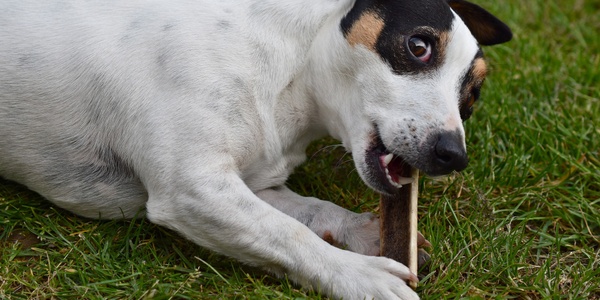 Is Rawhide Bad For Your Dog?