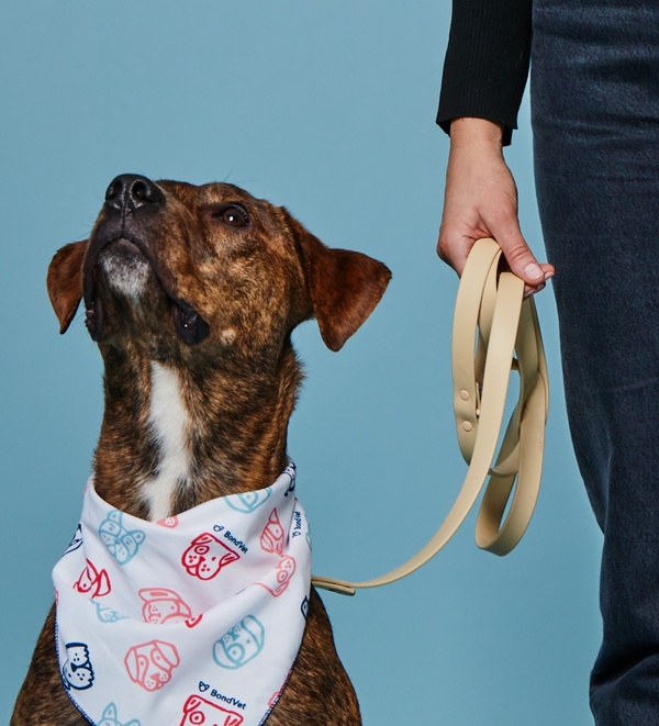 First Aid for Dogs: A Guide to Basic Supplies and Procedures | Bond Vet