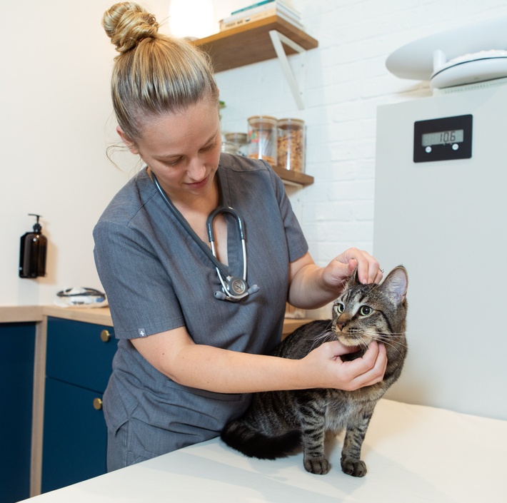 Vet performing a recheck on a cat