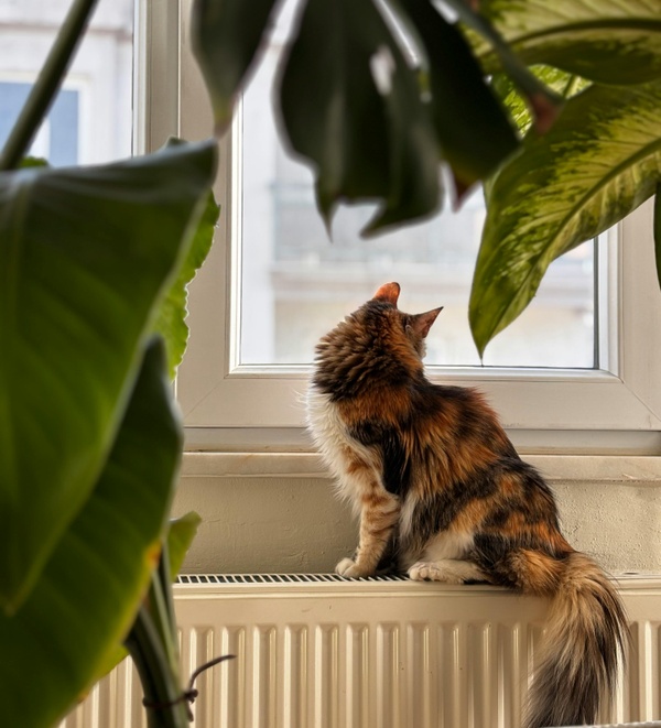 An indoor cat sitting on the floor and looking through a sliding glass door window.