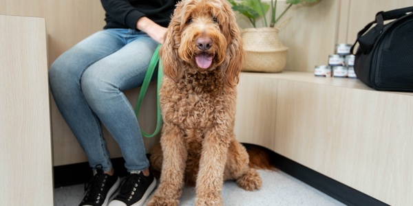 A brown dog sitting on the floor next to a person at a vet's office.