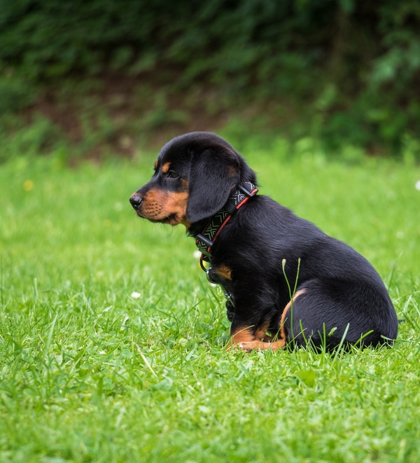 Puppy in a field - What to do when your dog won’t poop