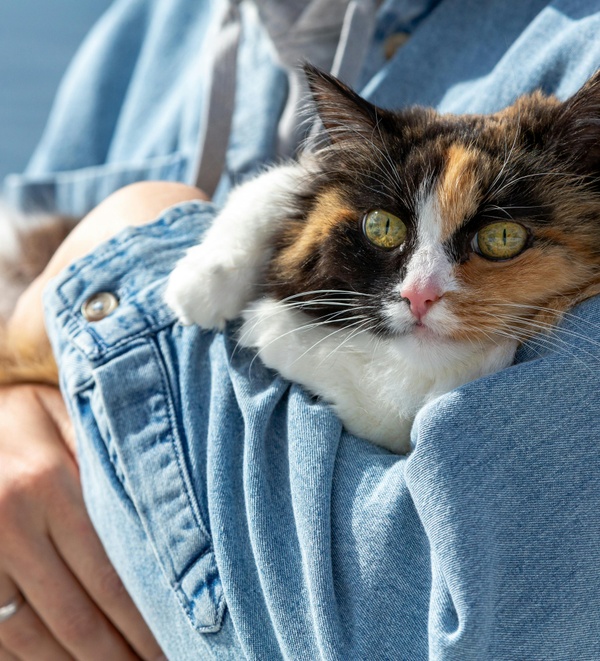 A person in a denim shirt holding a multi-colored cat in their arms.