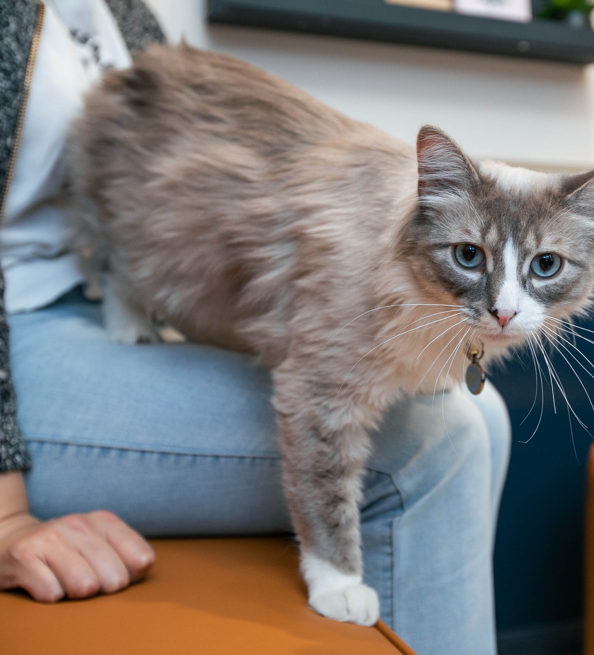 8 Ways to Reduce Cat Shedding Bond Vet