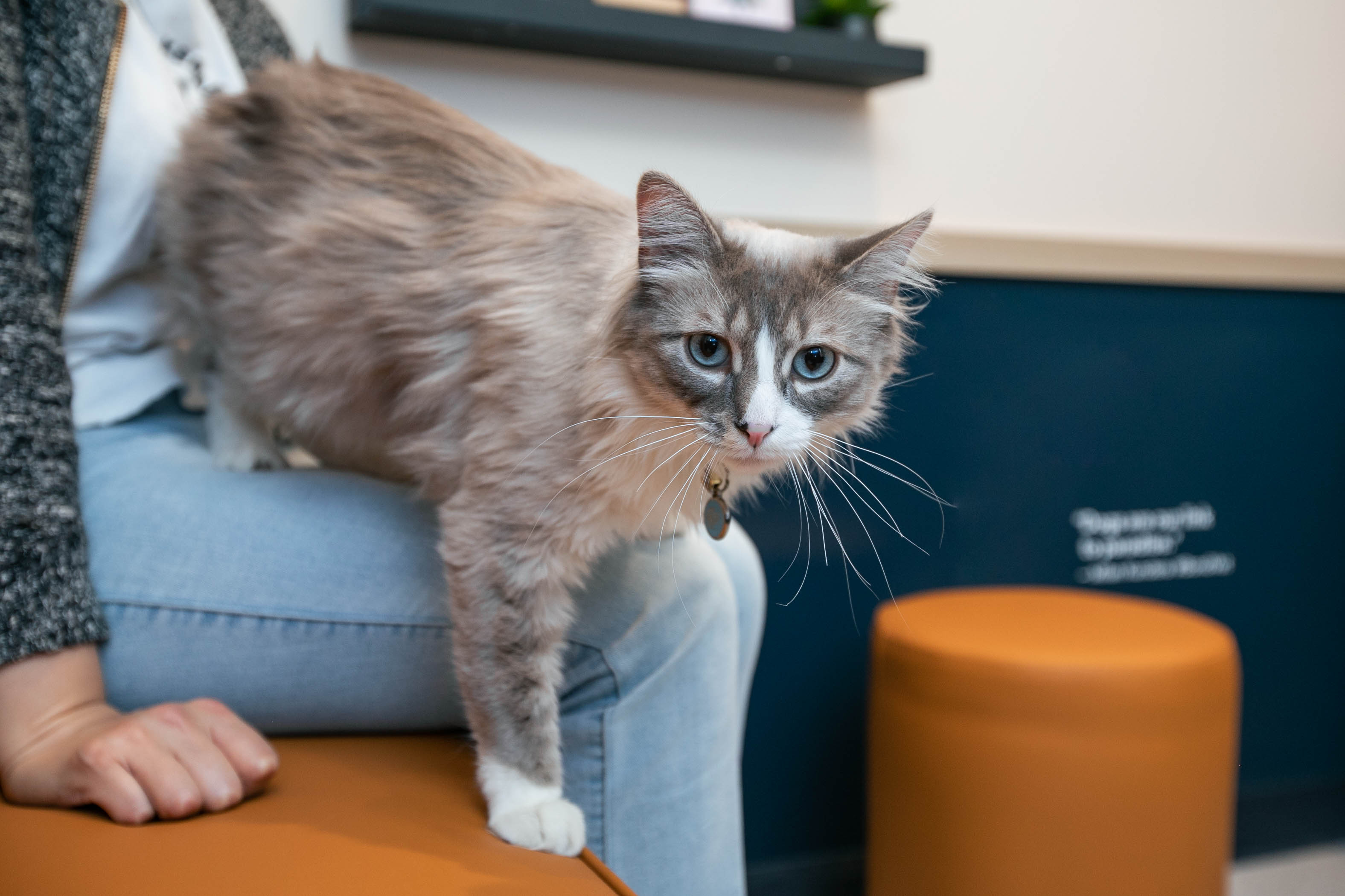 home treatment for cat hair loss