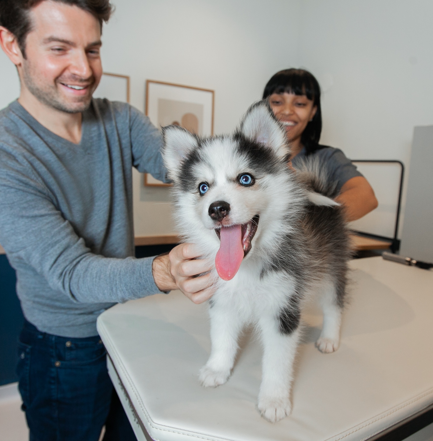 Wellness exams for your puppy