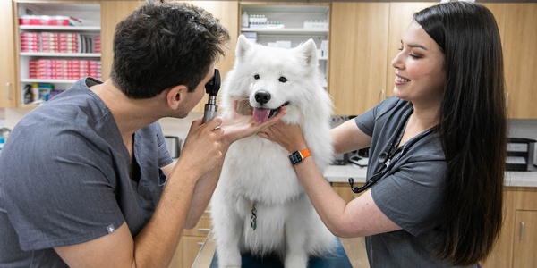 A veterinarian examining a white dog's eyes while an assistant holds the dog steady in a clinical setting.
