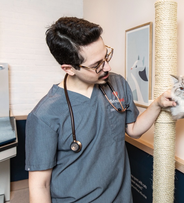 Veterinarian petting a cat at Bond Vet