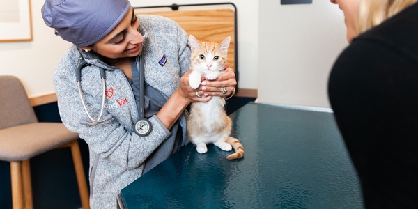 Roundworm Infection in Cats: How to Keep Your Cat and Family Safe