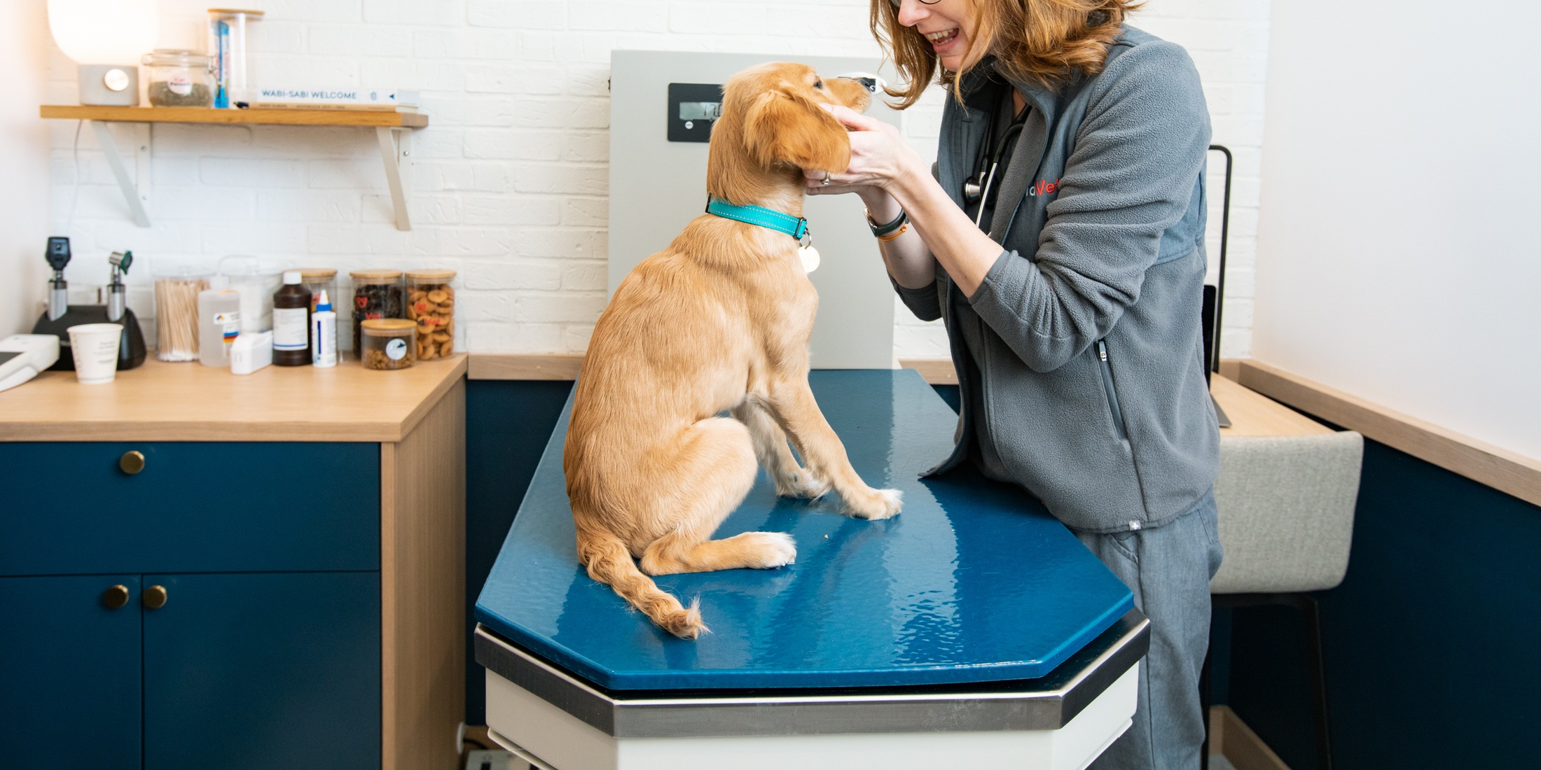 A New Kind Of Vet Clinic Animal Hospital In NYC Bond Vet