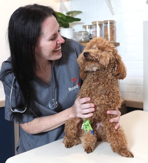 Veterinarian with pet in exam room