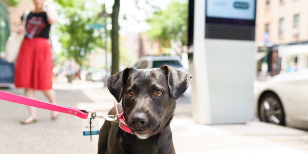 Do I Need to Register My Dog in New York City?