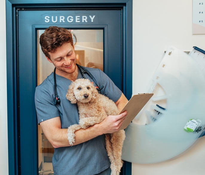 Veterinarian prepping a dog for surgery at Bond Vet - Capitol Hill