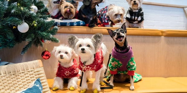 Holiday Safety Tips for Pet Parents