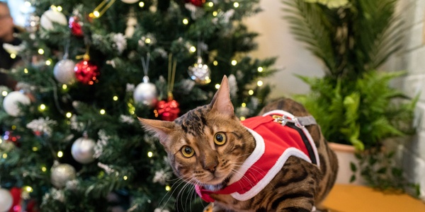 Pet-Friendly Holiday Decorating Tips
