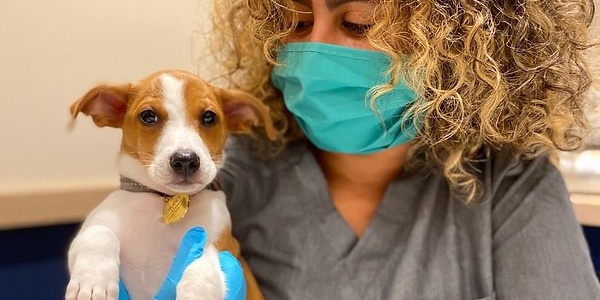 Veterinarian wearing a mask and gloves holds a small brown and white puppy.