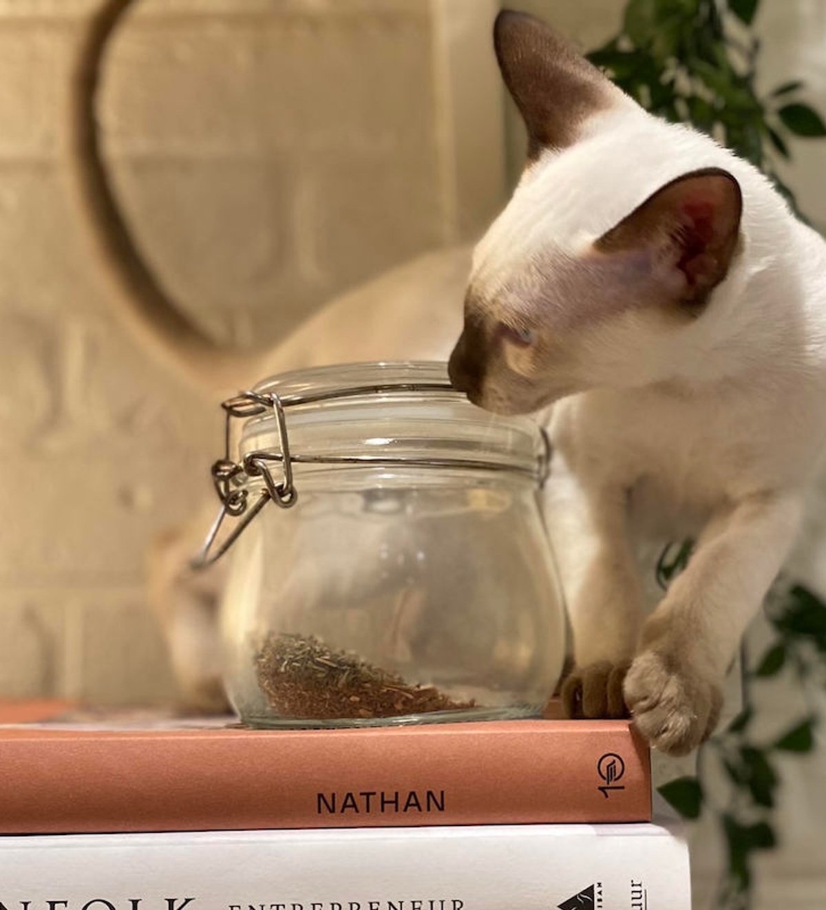 Cat Diarrhea Causes, Symptoms, and Treatment Options Bond Vet