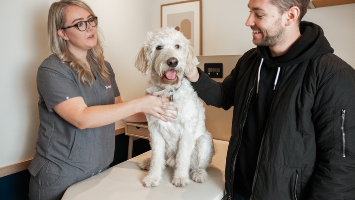 A woman is petting a white dog in a vet's office.