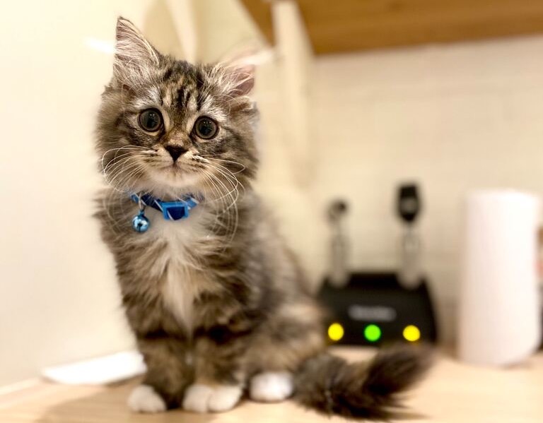 how much should a kitten gain per day