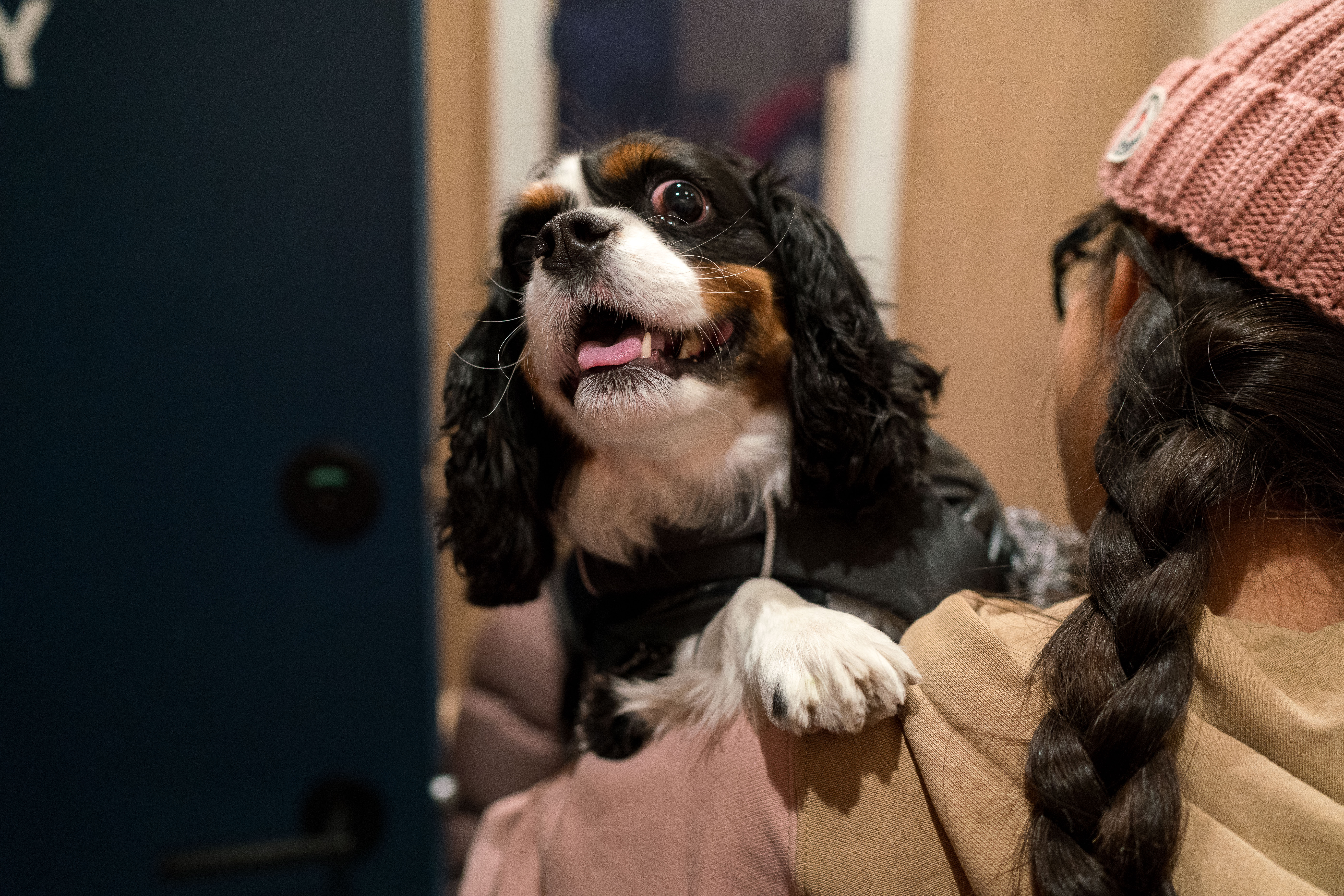 Why Do Dogs Hump When They Are Fixed? | Bond Vet