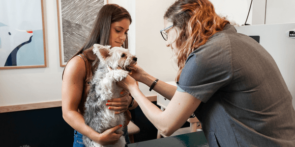 The Vaccinations Your Dog *Really* Needs in NYC