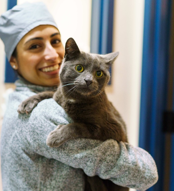 Veterinarian holding a cat inside a Bond Vet clinic