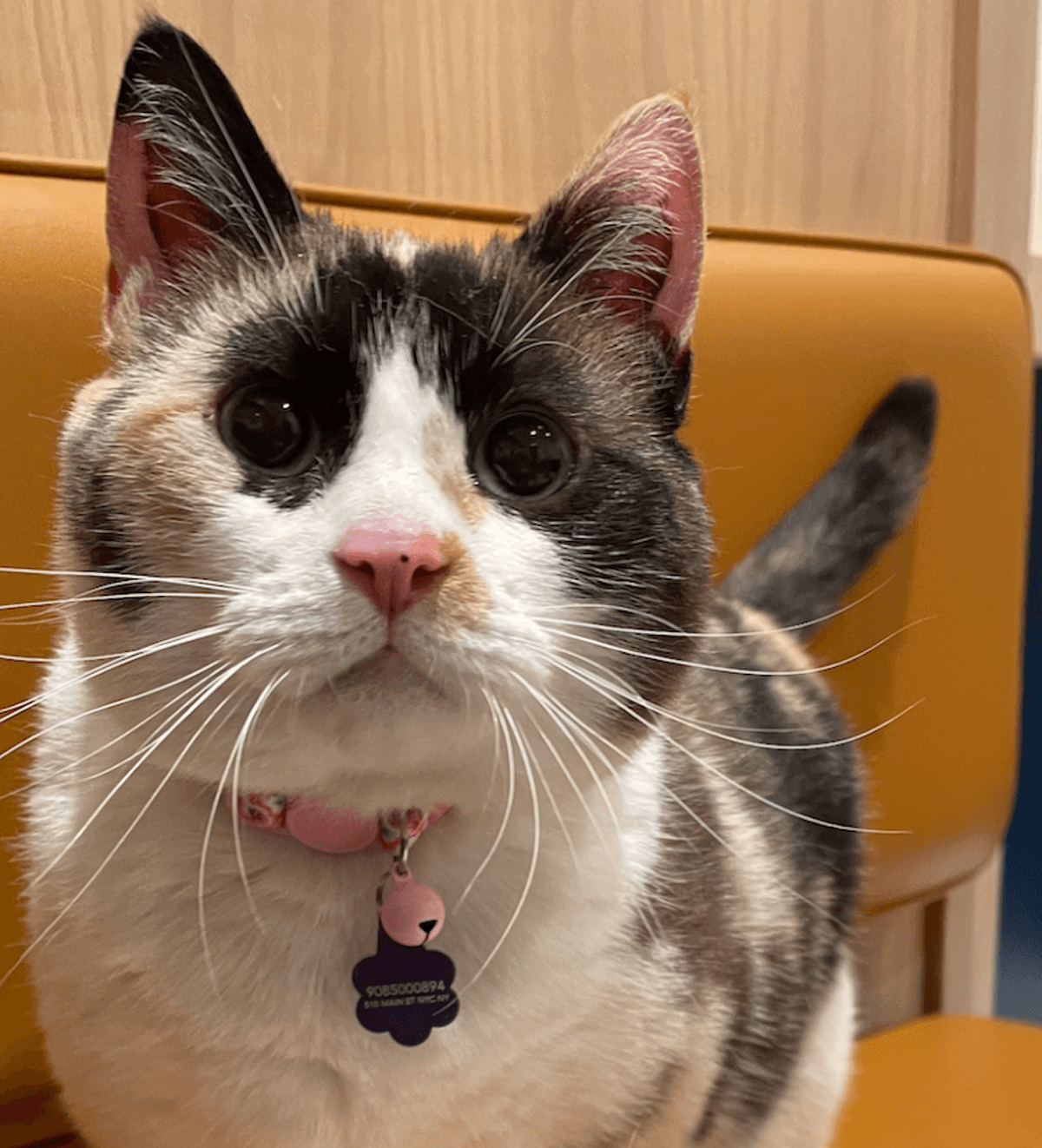 Cat Digestive Problems Symptoms, Diagnosis, and Treatment Bond Vet